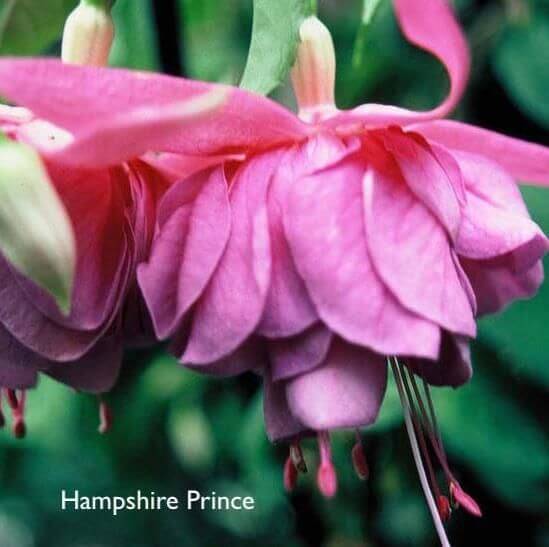 Fuchsia - Hampshire Prince 7cm pots