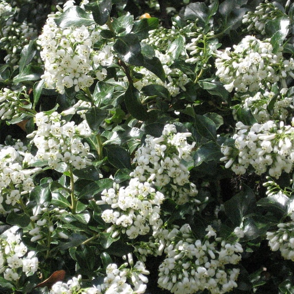 Escallonia iveyi - White Escallonia 7cm pots
