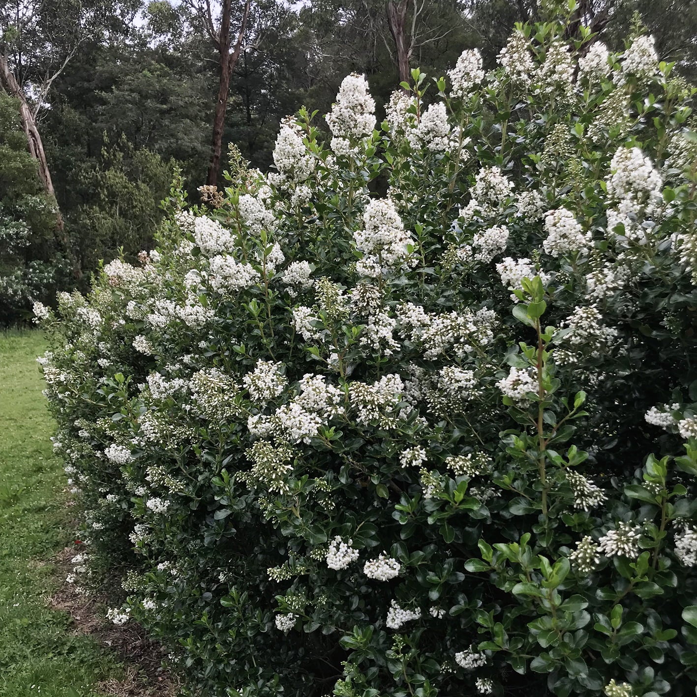 hedge of White Escallonia